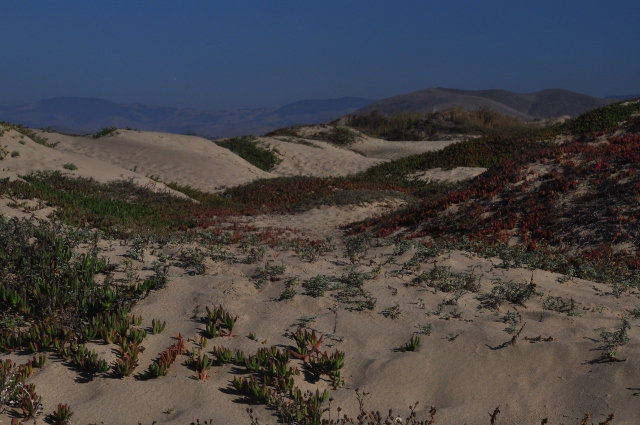 Morro Bay dunes